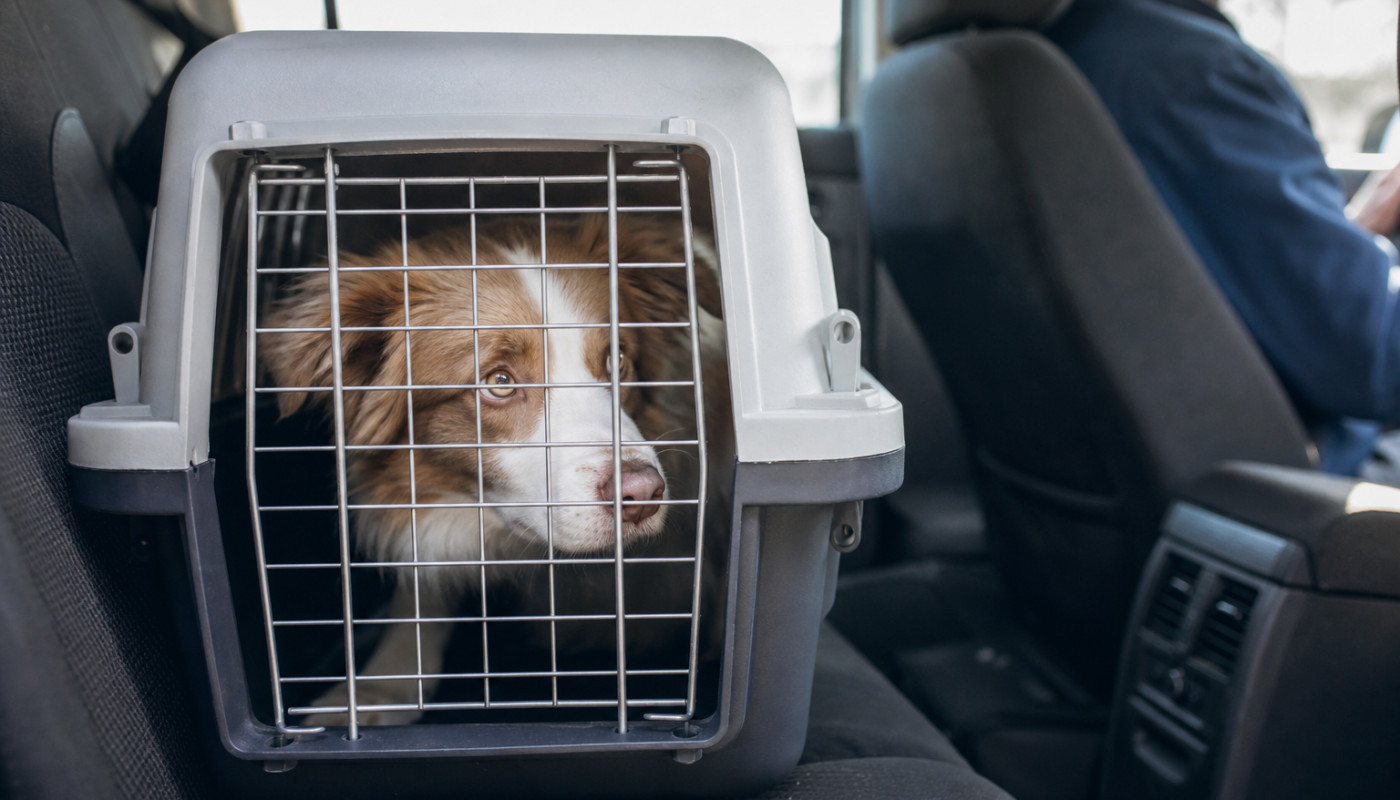 Transport canin : ces erreurs fréquentes qui stressent votre compagnon